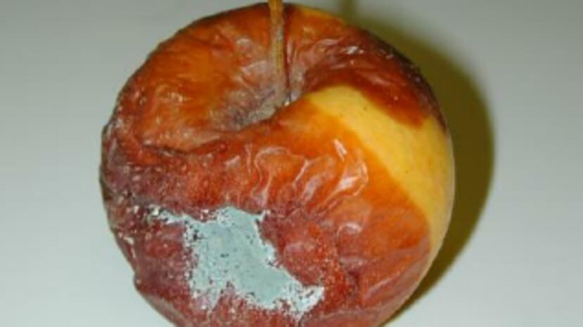 Bea Penicillium exp 1b.jpg